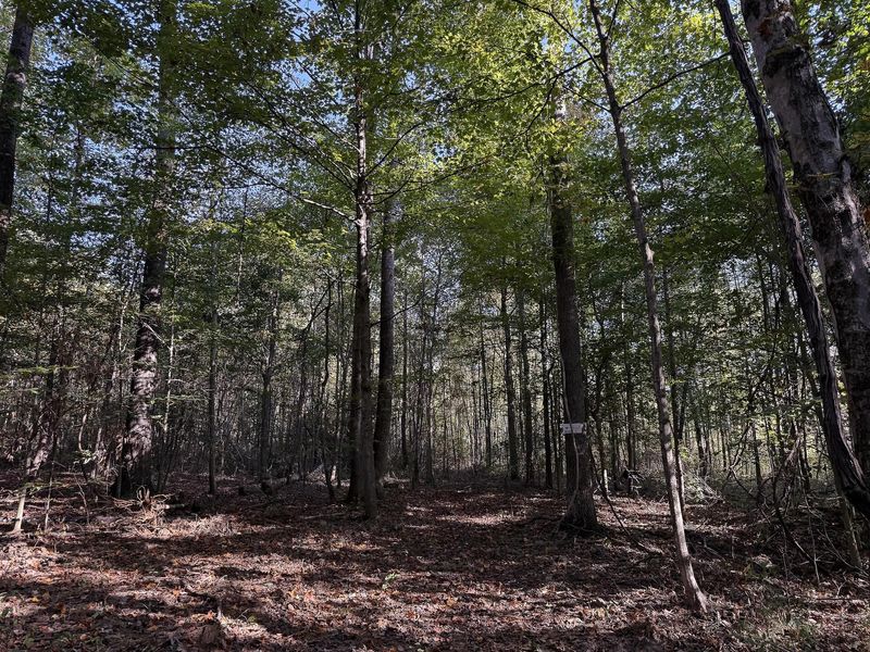 33819 Wolf Hill Road , Unit (Tract 4 W, McArthur, OH 45651 Photo 19