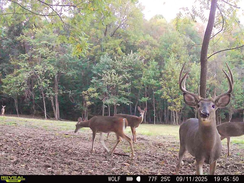 33819 Wolf Hill Road , Unit (Tract 4 W, McArthur, OH 45651 Photo 40