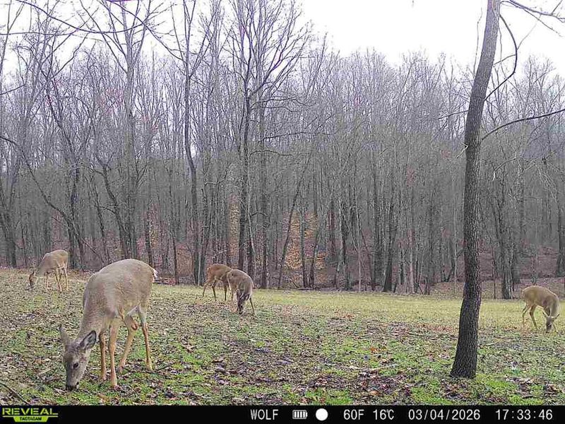 33819 Wolf Hill Road , Unit (Tract 4 W, McArthur, OH 45651 Photo 5