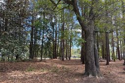 0 Otis Rd. & Longleaf Drive photo 4