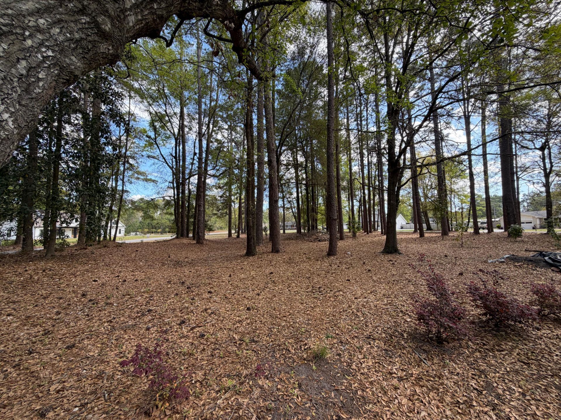 0 Otis Rd. & Longleaf Drive Photo 5