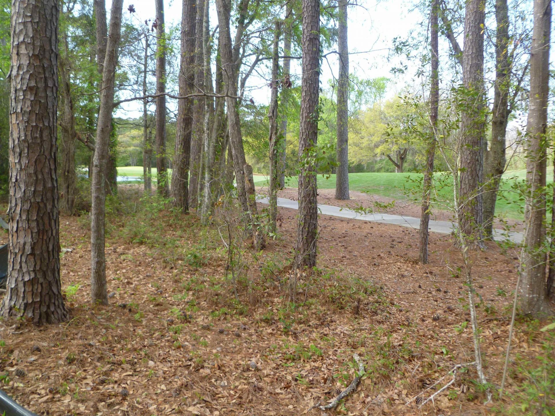 77 Grey Fox Loop Photo 3