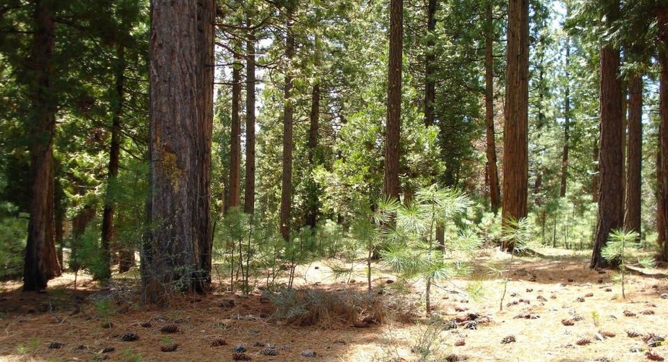 745 Blacktail Ridge, Portola, CA 96122 Photo