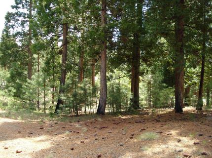 745 Blacktail Ridge, Portola, CA 96122 Photo