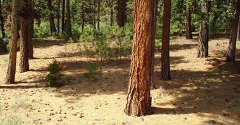 745 Blacktail Ridge, Portola, CA 96122 Photo