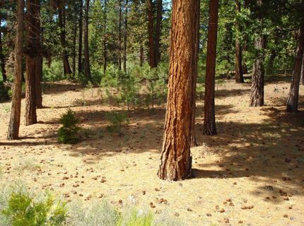 745 Blacktail Ridge, Portola, CA 96122 Photo