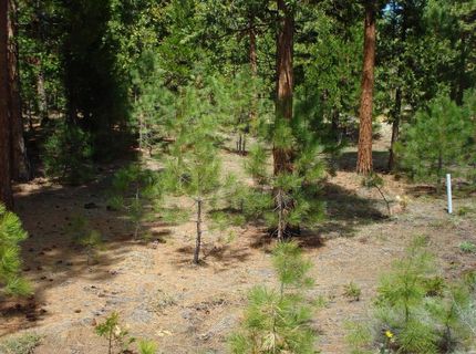 745 Blacktail Ridge, Portola, CA 96122 Photo