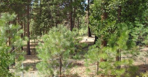 745 Blacktail Ridge, Portola, CA 96122 Photo