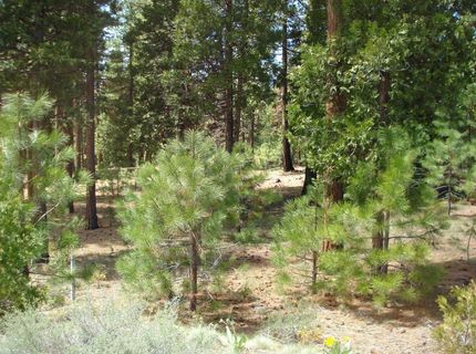 745 Blacktail Ridge, Portola, CA 96122 Photo