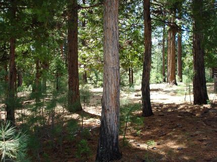 745 Blacktail Ridge, Portola, CA 96122 Photo