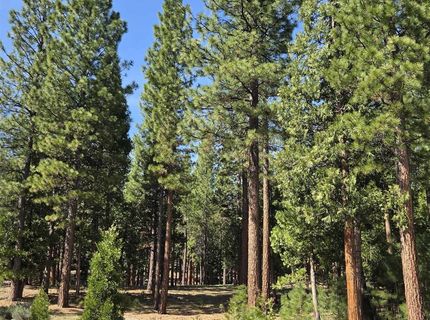 762 Blacktail Ridge, Portola, CA 96122 Photo