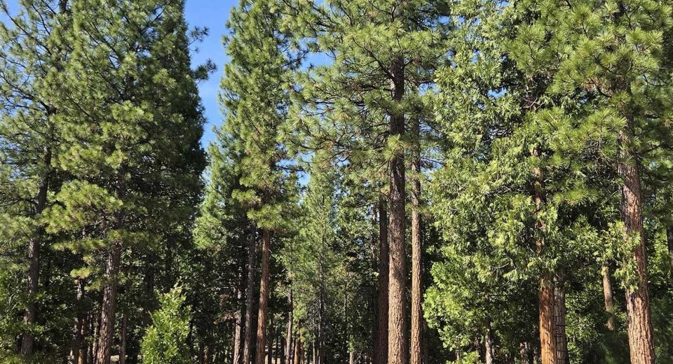 762 Blacktail Ridge, Portola, CA 96122 Photo