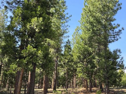 762 Blacktail Ridge, Portola, CA 96122 Photo