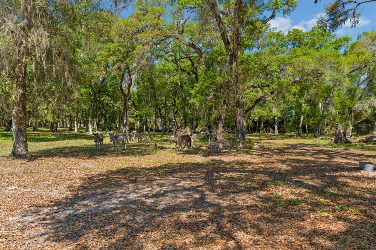 4300 Cr 673, Bushnell, FL 33513 Photo