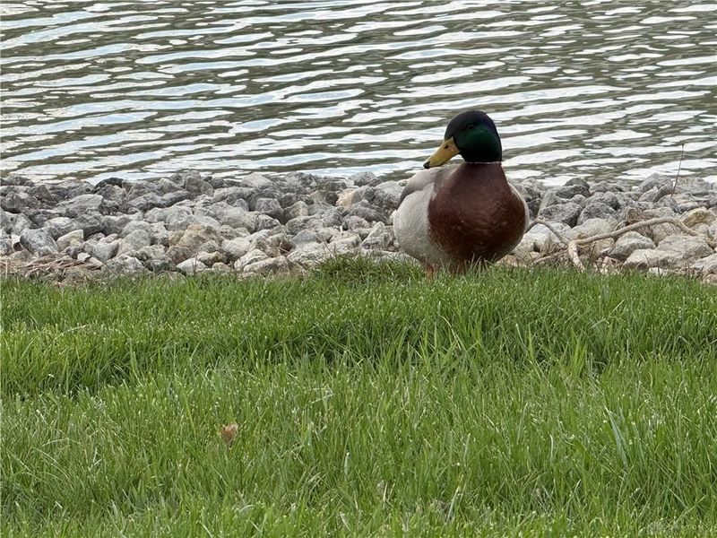 2433 Cabbage Key Drive, Miami Township, OH 45342 Photo 29