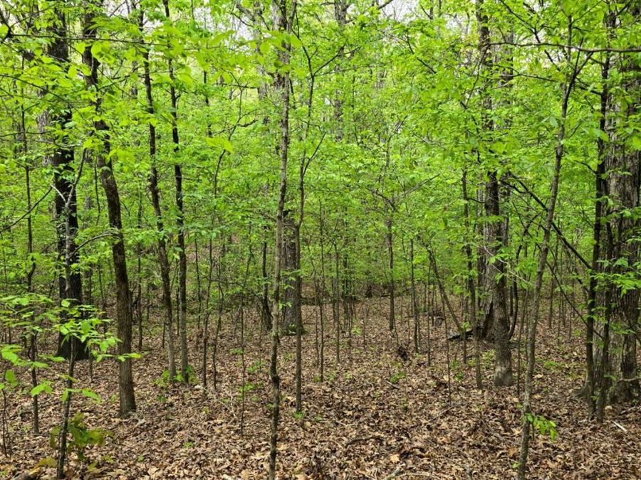 Property Image 7