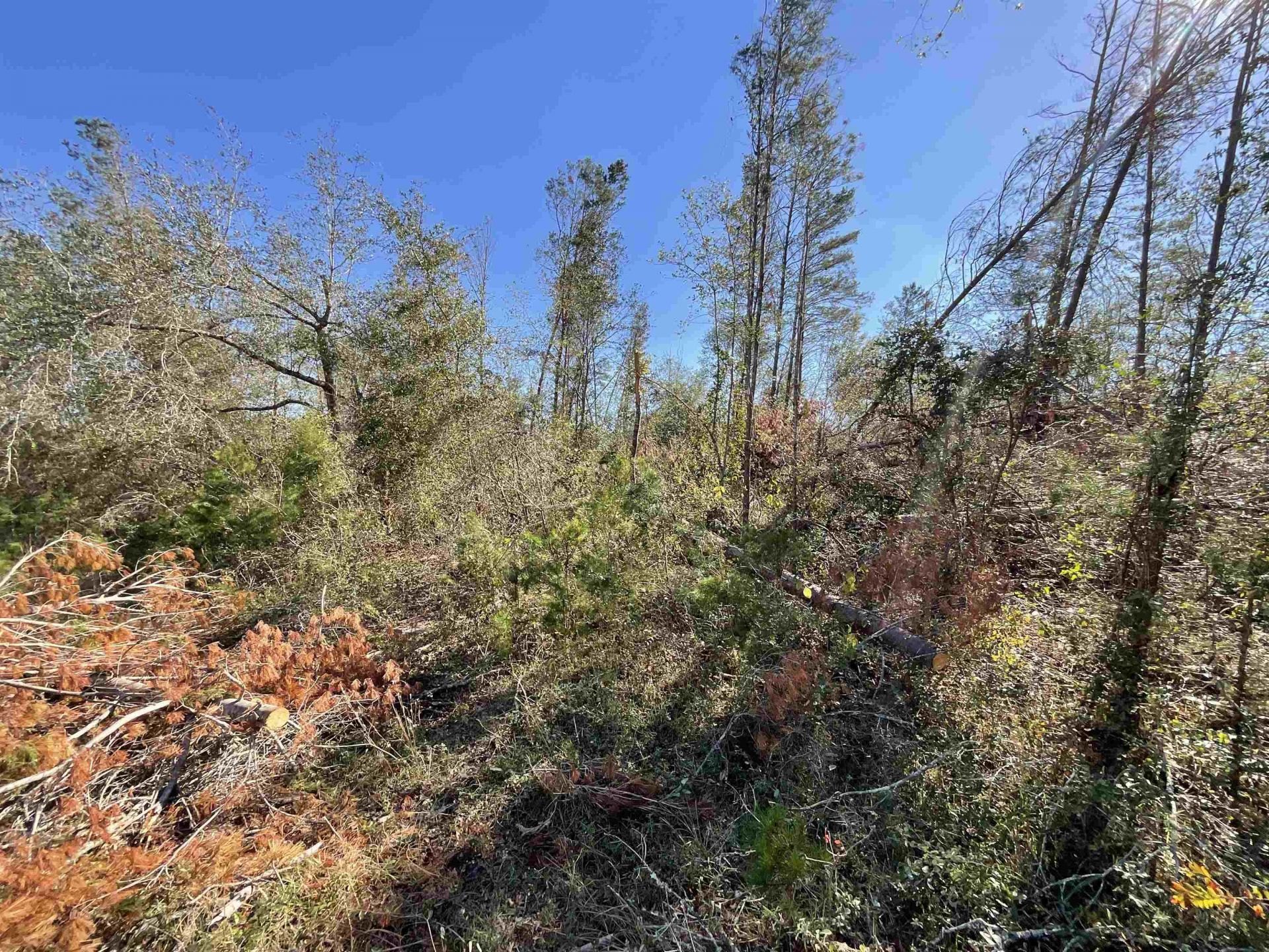 Vacant SE Blackhawk Drive, Lee, FL 32059 Photo