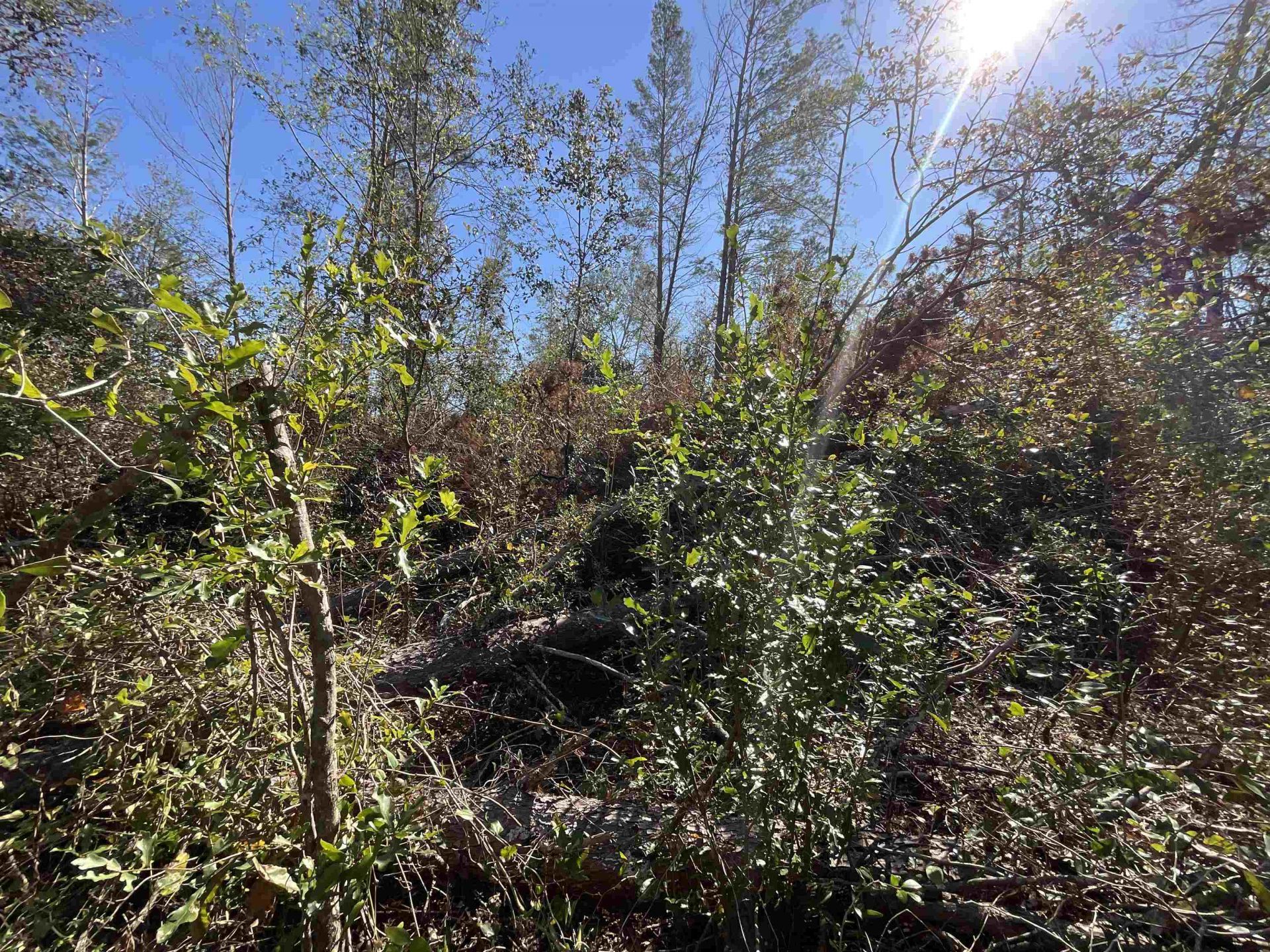 Vacant SE Blackhawk Drive, Lee, FL 32059 Photo