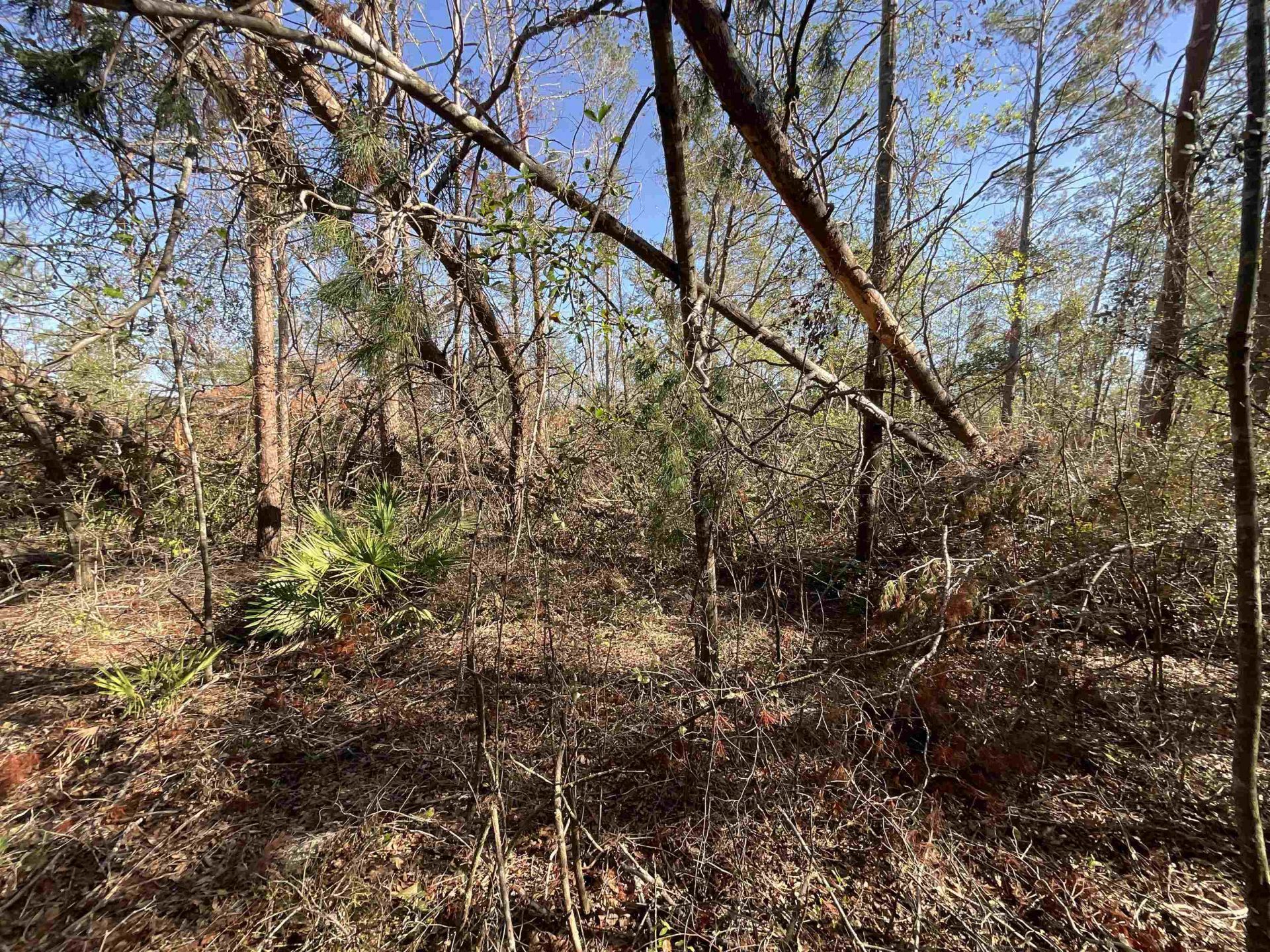 Vacant SE Blackhawk Drive, Lee, FL 32059 Photo