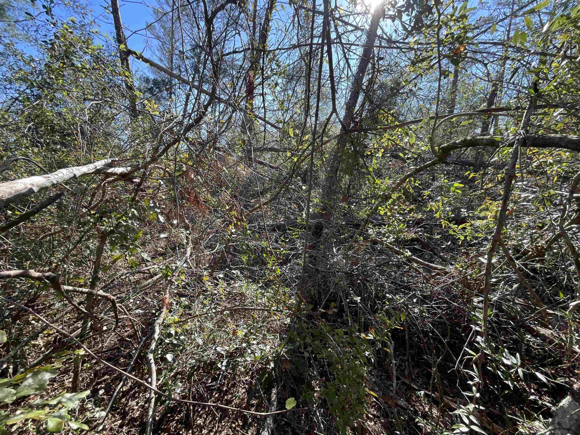 Vacant SE Blackhawk Drive, Lee, FL 32059 Photo