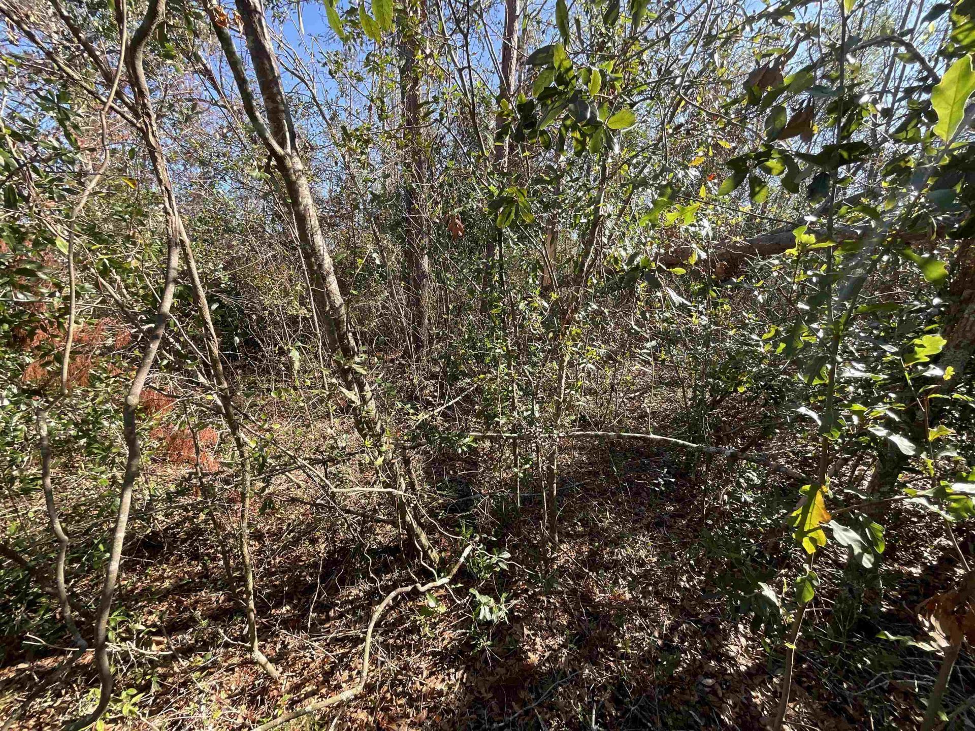 Vacant SE Blackhawk Drive, Lee, FL 32059 Photo