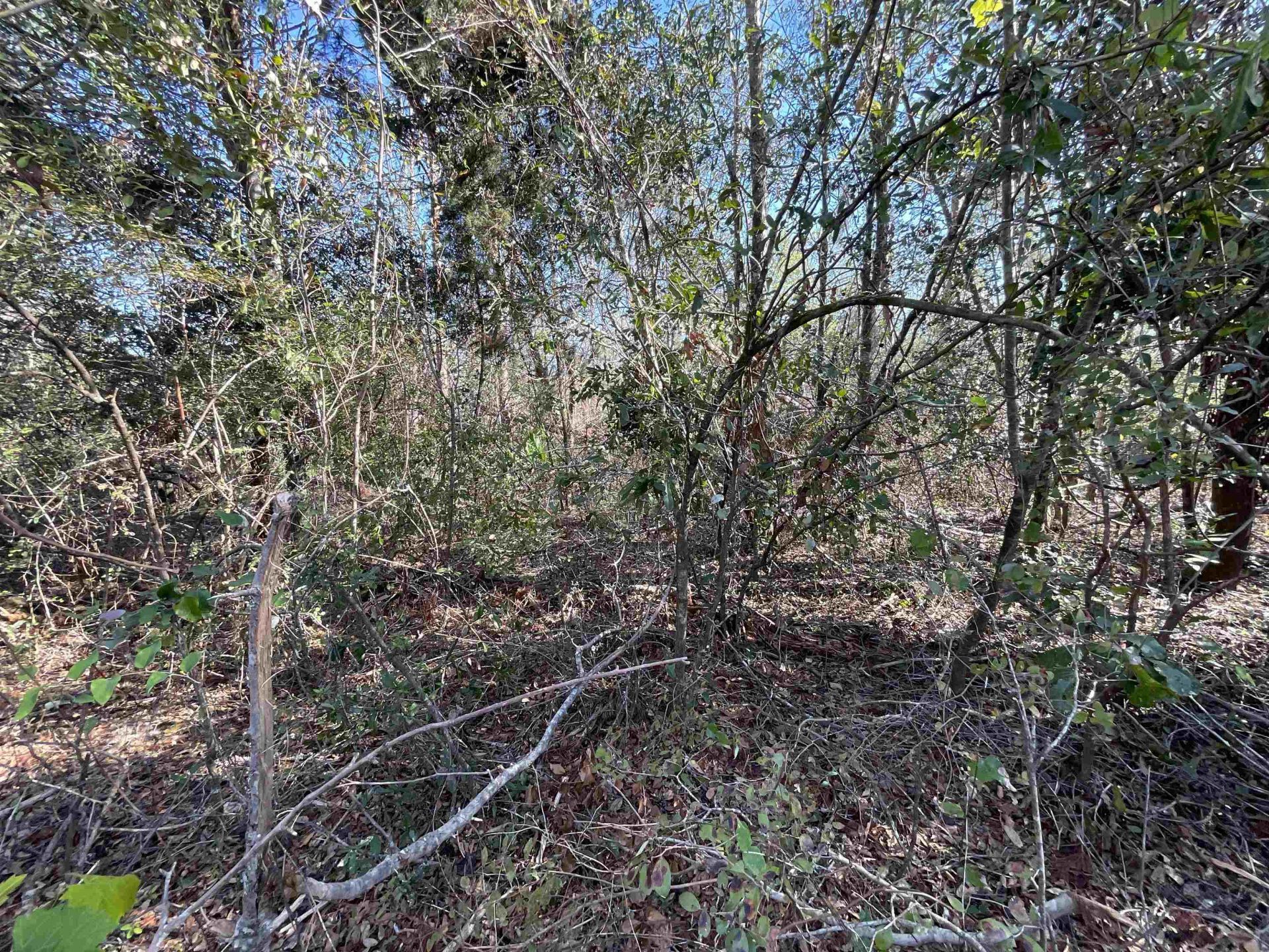 Vacant SE Blackhawk Drive, Lee, FL 32059 Photo