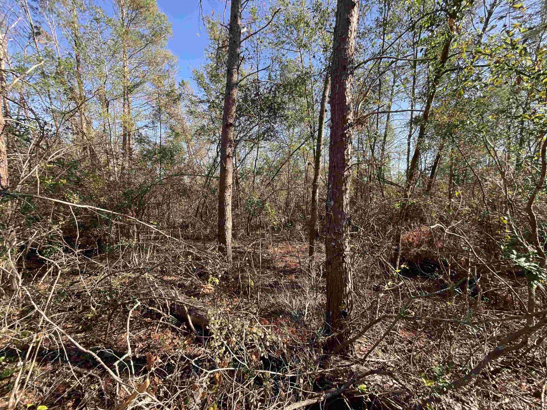 Vacant SE Blackhawk Drive, Lee, FL 32059 Photo