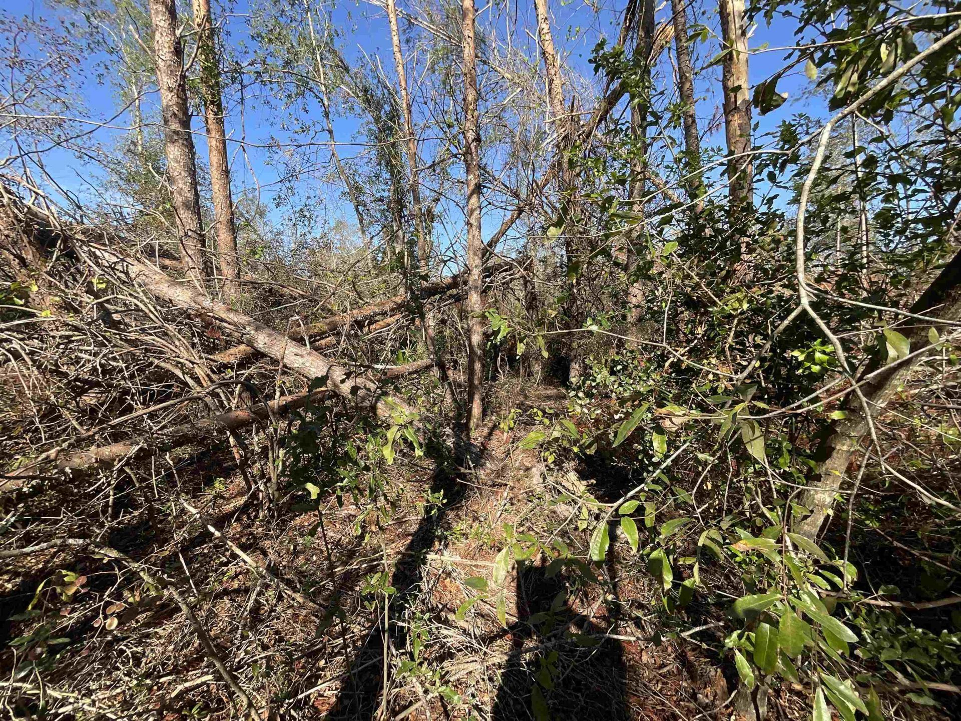 Vacant SE Blackhawk Drive, Lee, FL 32059 Photo