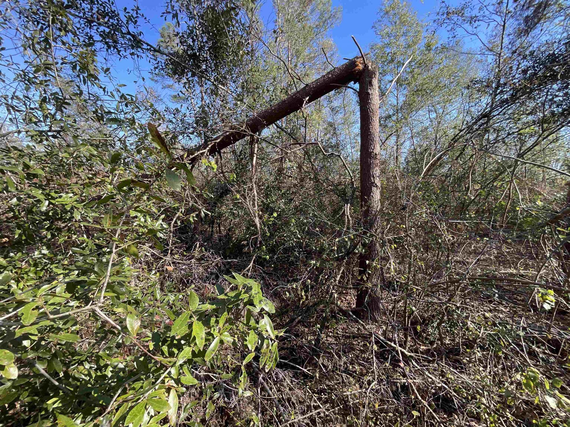 Vacant SE Blackhawk Drive, Lee, FL 32059 Photo