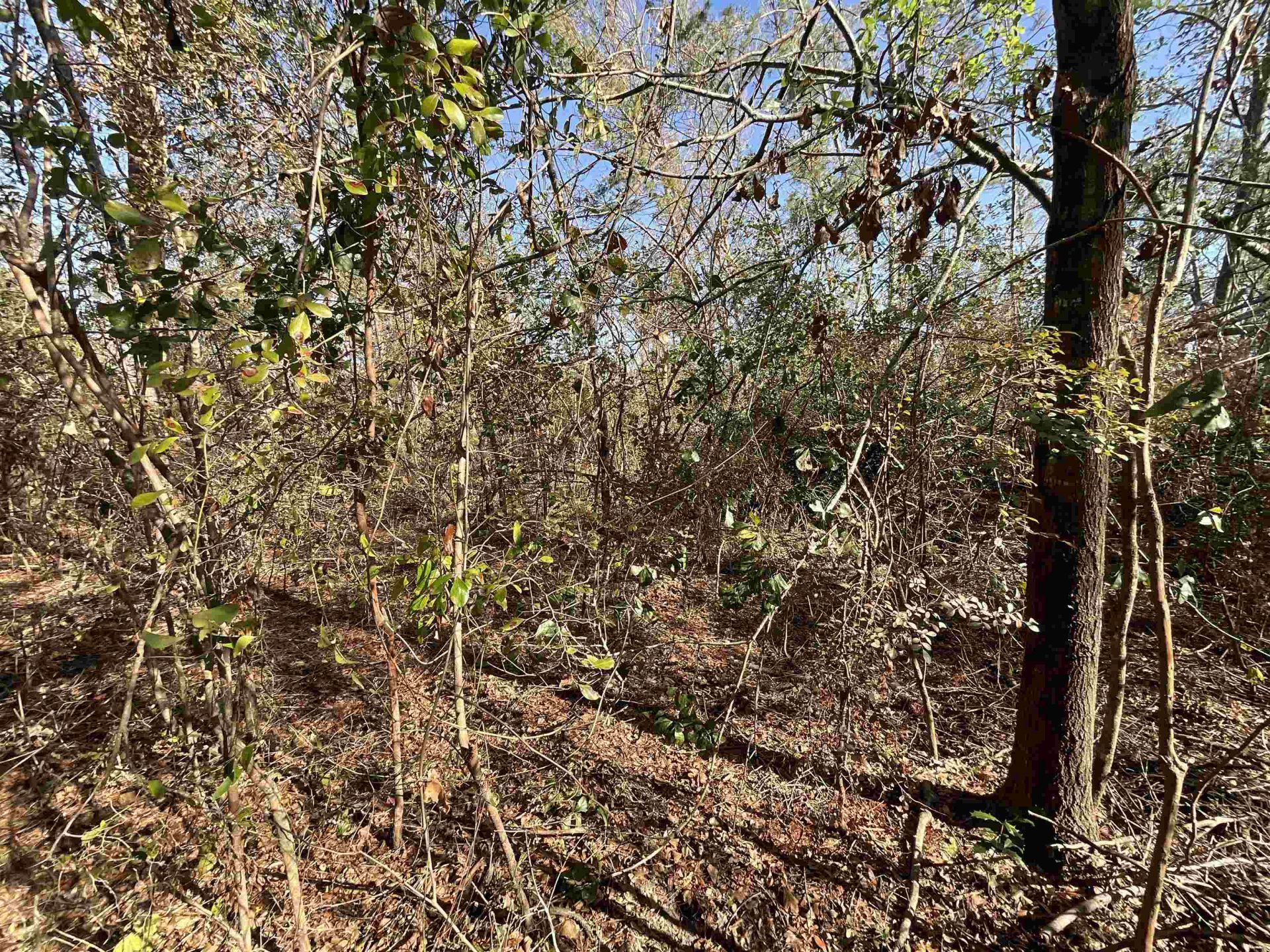 Vacant SE Blackhawk Drive, Lee, FL 32059 Photo