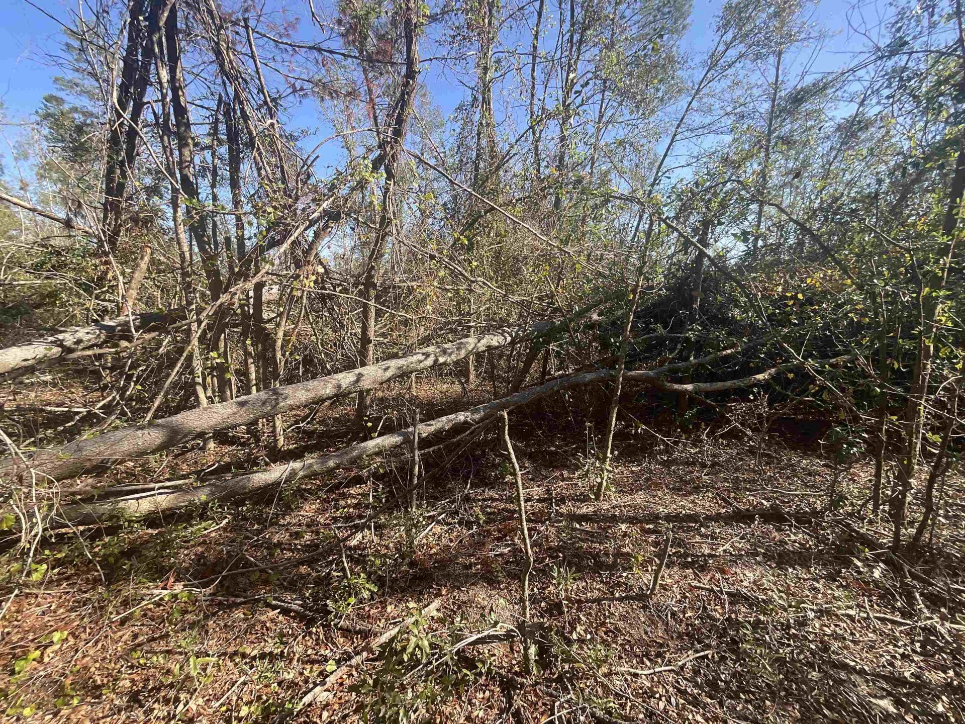 Vacant SE Blackhawk Drive, Lee, FL 32059 Photo