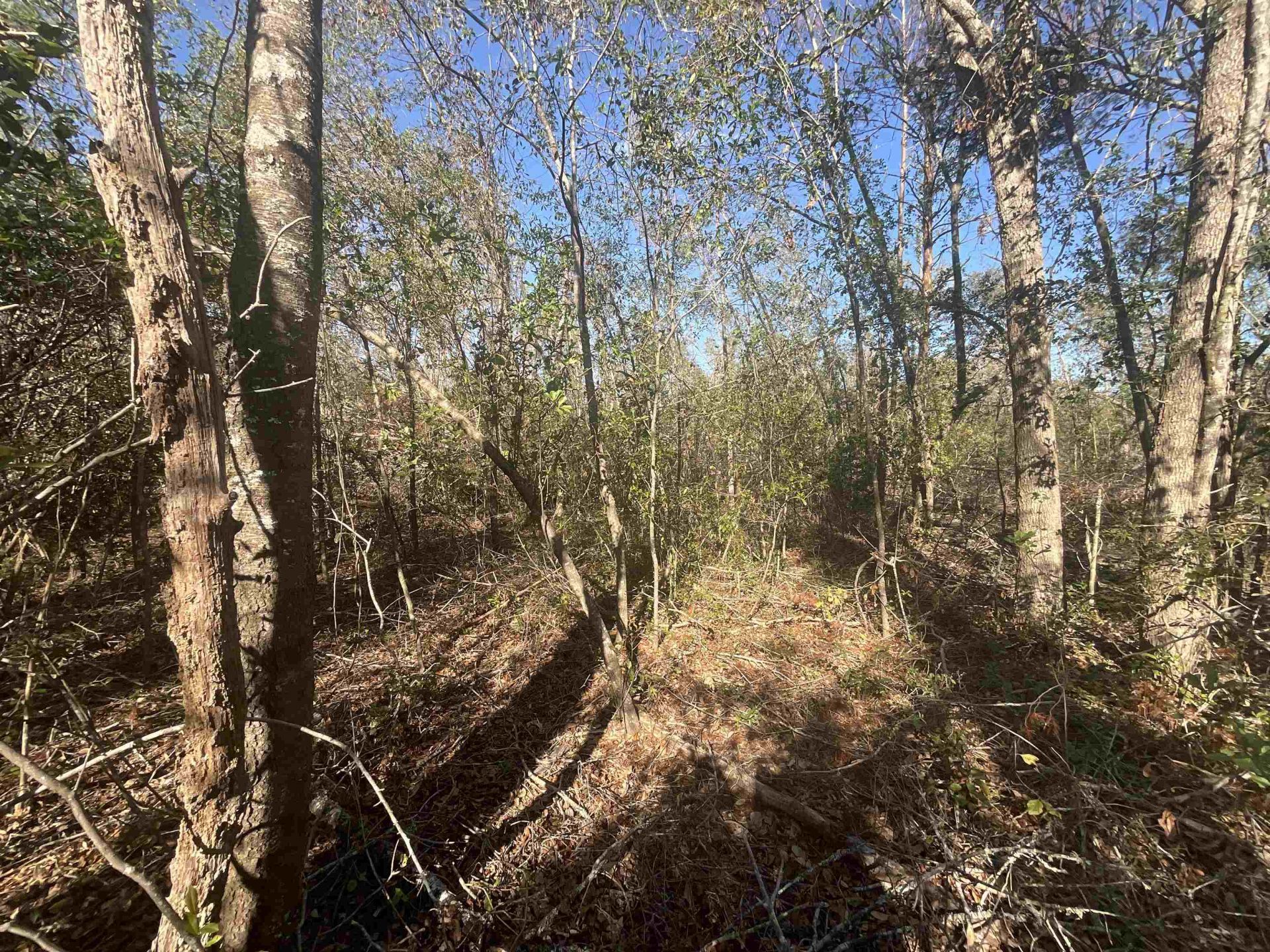Vacant SE Blackhawk Drive, Lee, FL 32059 Photo