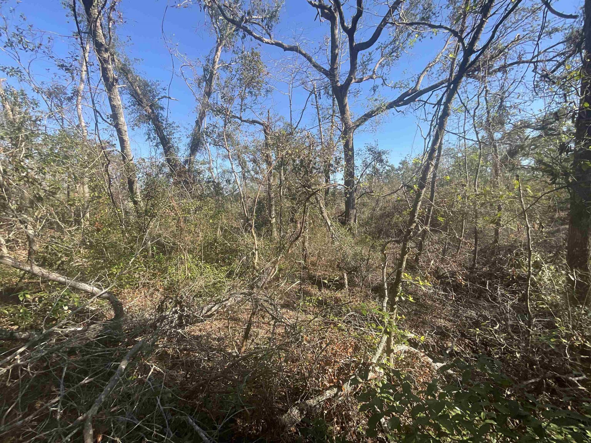 Vacant SE Blackhawk Drive, Lee, FL 32059 Photo