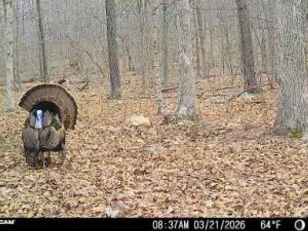 0 Highway  O, Fredericktown, MO 63645