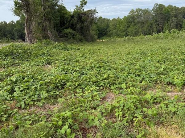 15-1-31f Damerontown Rd, LOTTSBURG, VA 22511