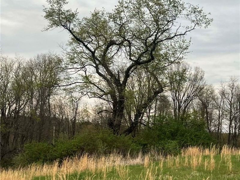 14528 Sprucevale Rd, East Liverpool, OH 43920 Photo 7