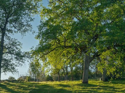 21041 Dalzell Rd, Smartville, CA 95977 Photo