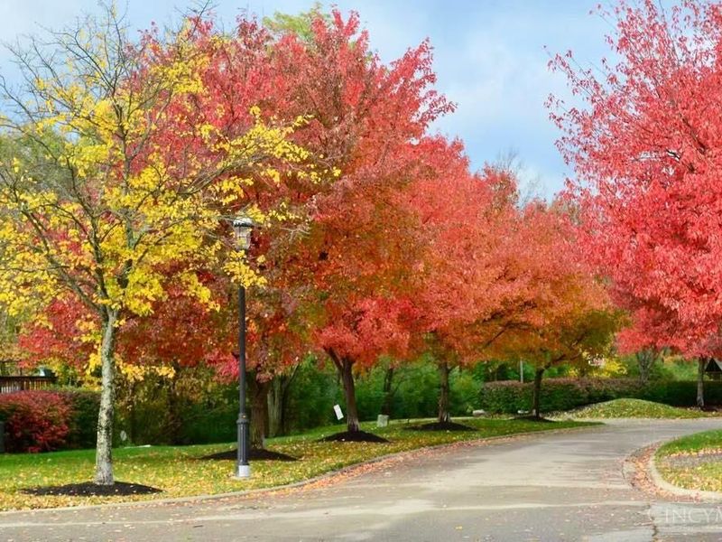 5984 Woodsbend Drive, Miami Twp, OH 45150 Photo 44