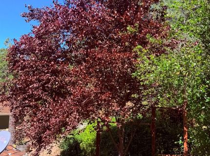 2021 Cedarville Rd, Somerset, CA 95684 Photo