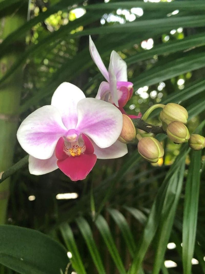 3513 Sunrise Drive, Key West, FL 33040 Photo