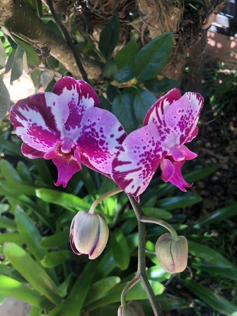 3513 Sunrise Drive, Key West, FL 33040 Photo