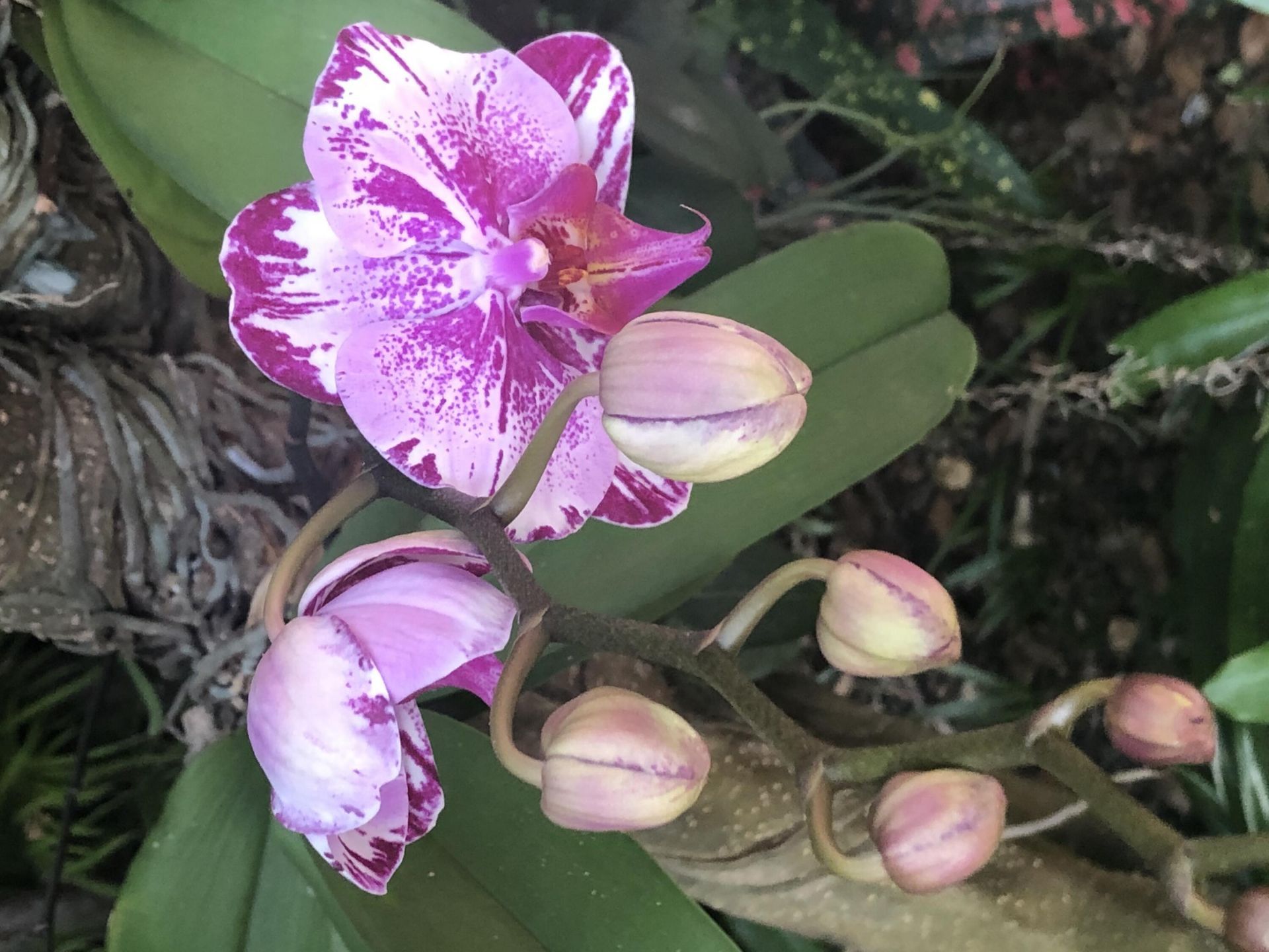 3513 Sunrise Drive, Key West, FL 33040 Photo