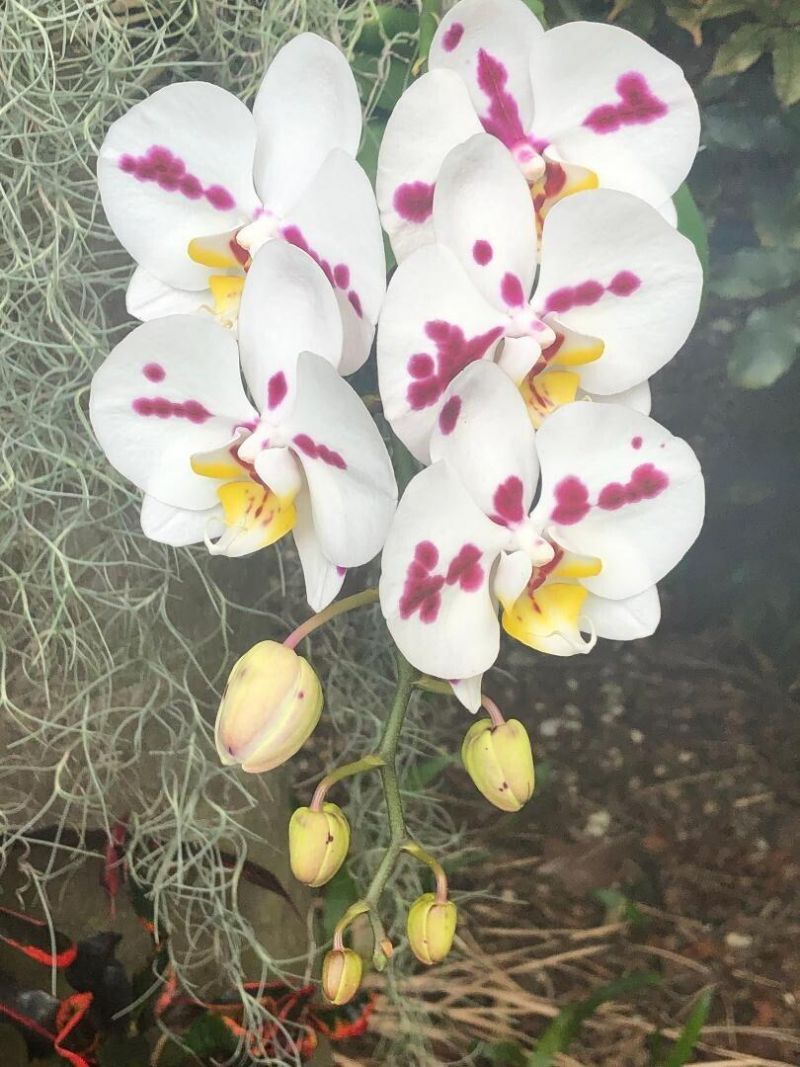 3513 Sunrise Drive, Key West, FL 33040 Photo