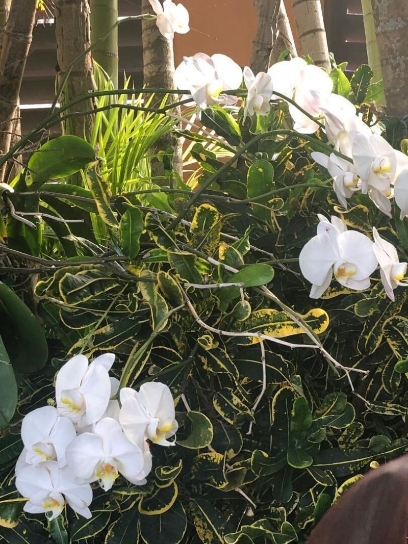 3513 Sunrise Drive, Key West, FL 33040 Photo