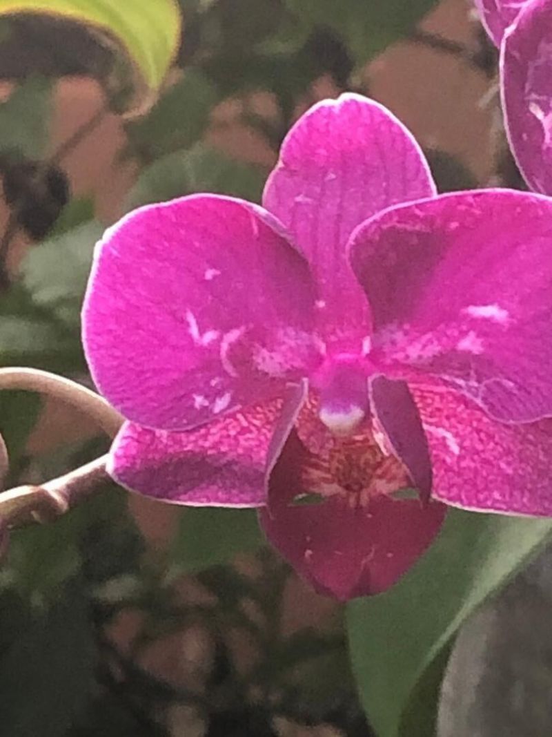 3513 Sunrise Drive, Key West, FL 33040 Photo