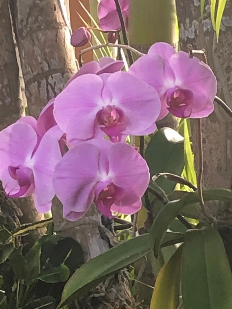 3513 Sunrise Drive, Key West, FL 33040 Photo