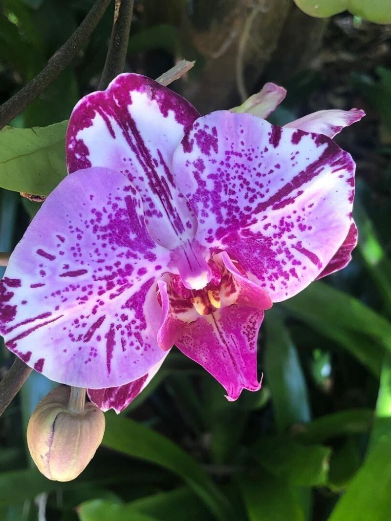 3513 Sunrise Drive, Key West, FL 33040 Photo