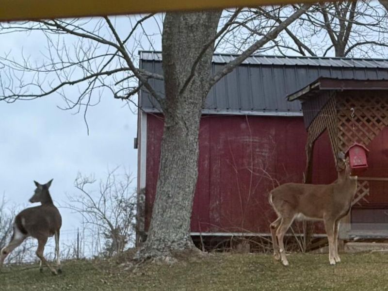 2455 Baker Williams Road, Corinth, KY 41010 Photo 44