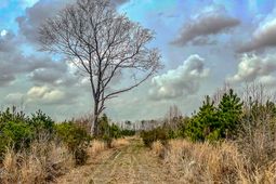 0 S Locust Avenue photo 4