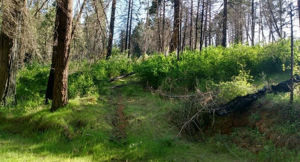 Shadow Pine Rd, Mountain Ranch, CA 95246 Photo